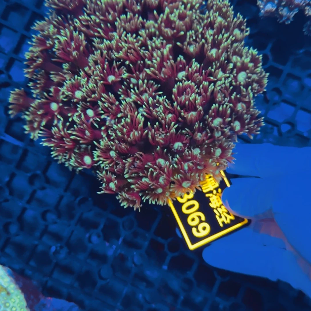 阳***城纽扣珊瑚晓晓不包邮圆帽原石B069