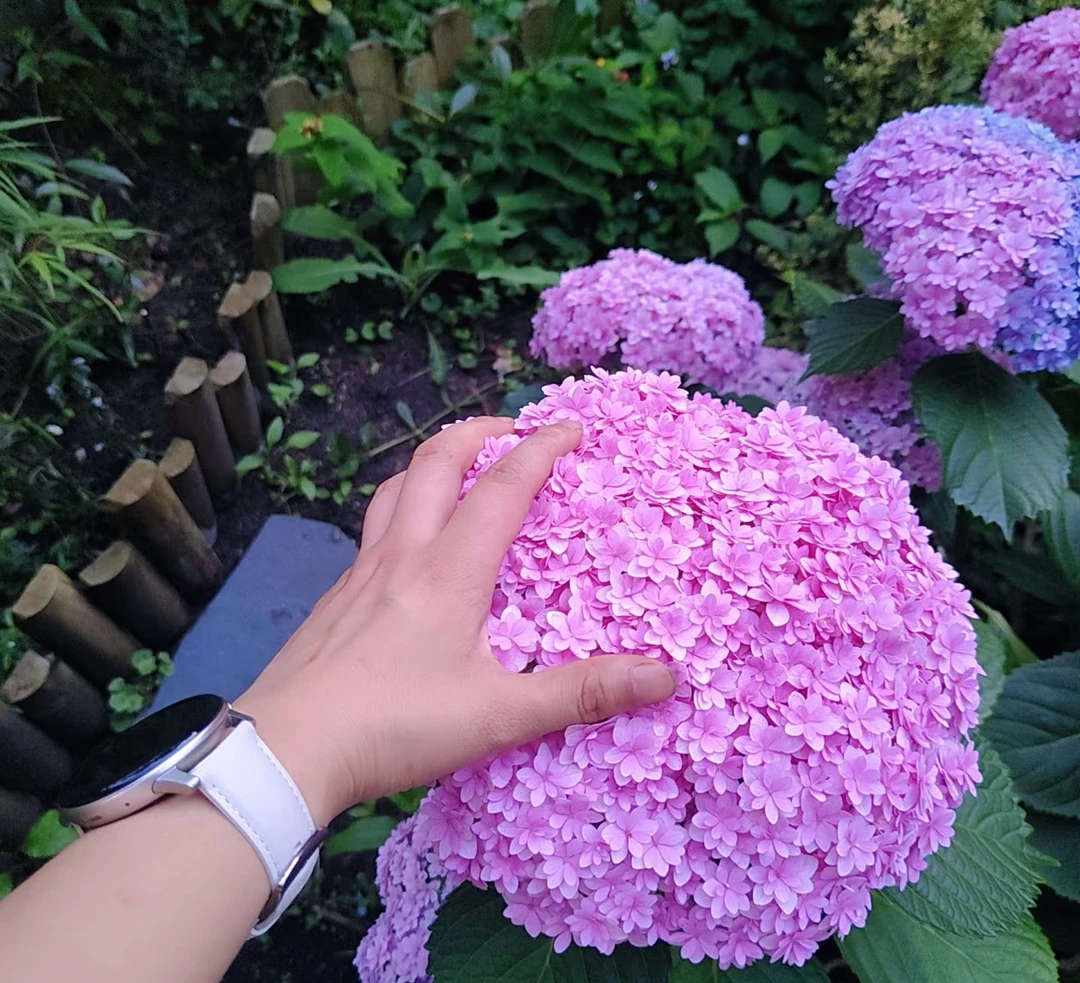 【花手鞠】大花绣球多花头起带花带花苞大花型多季节1.5加仑