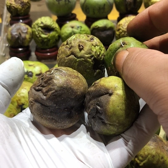 吊坠桃核核桃核桃