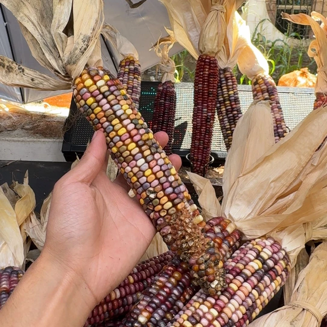 米***夏柏香籽/百香籽吊坠