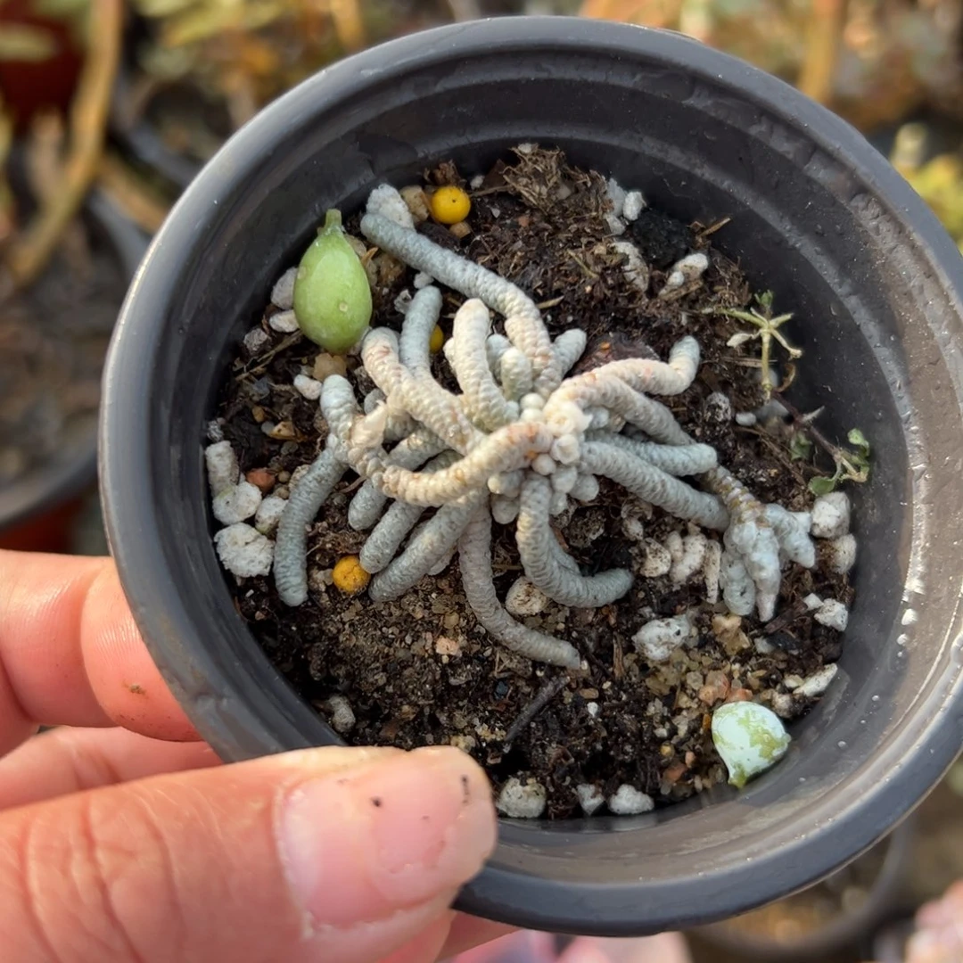 多肉植物多肉植物