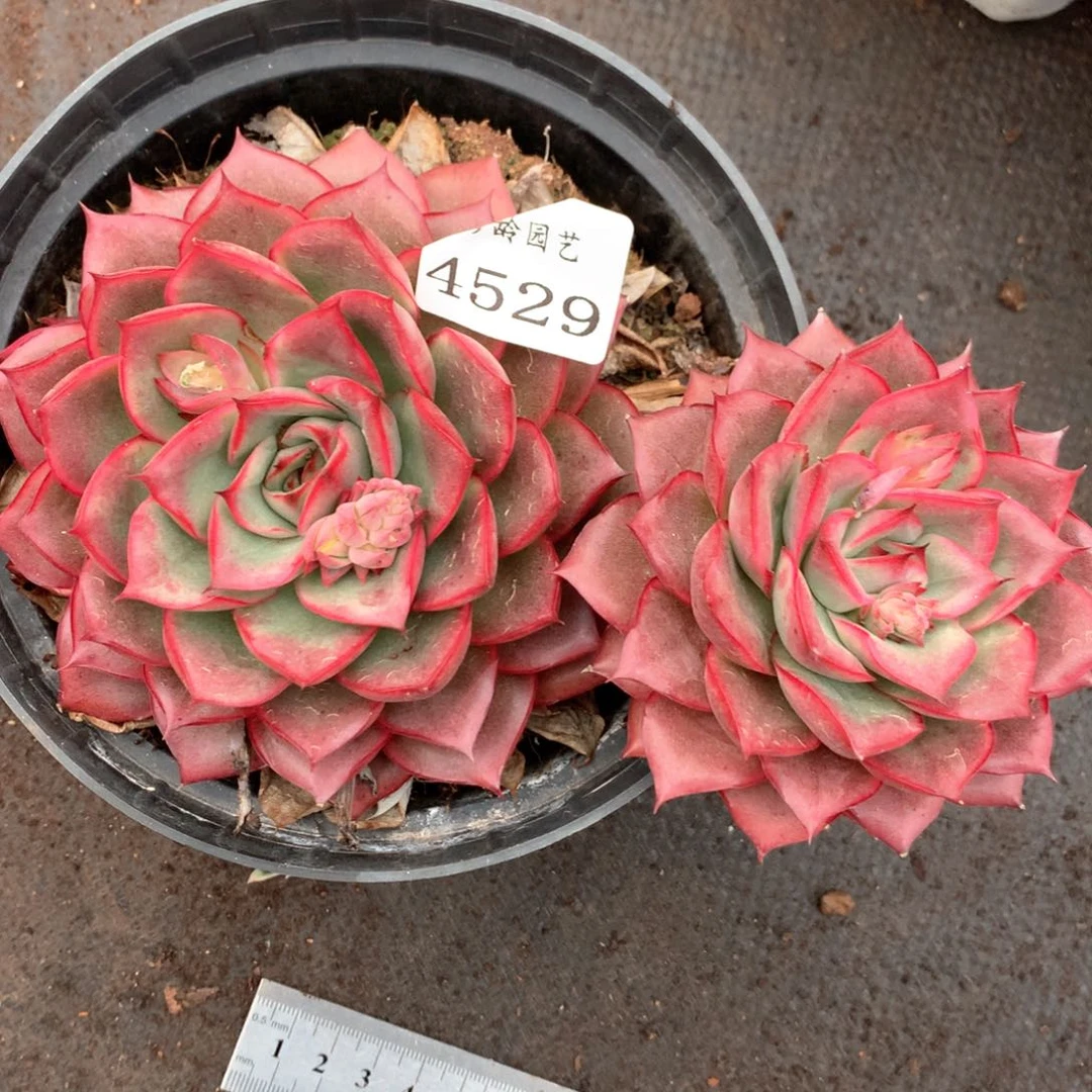 4529杂交多肉植物