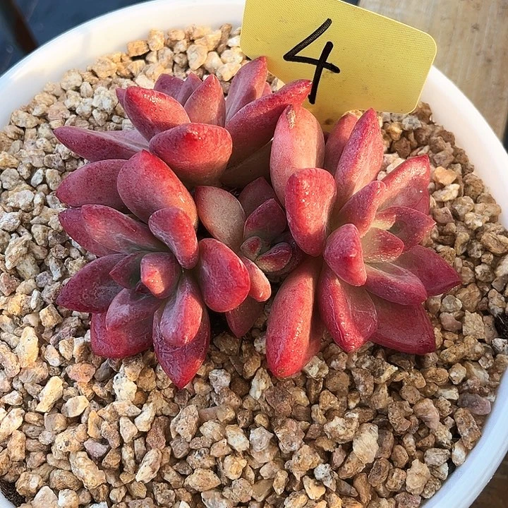 贺菲斯托4号码牌子的