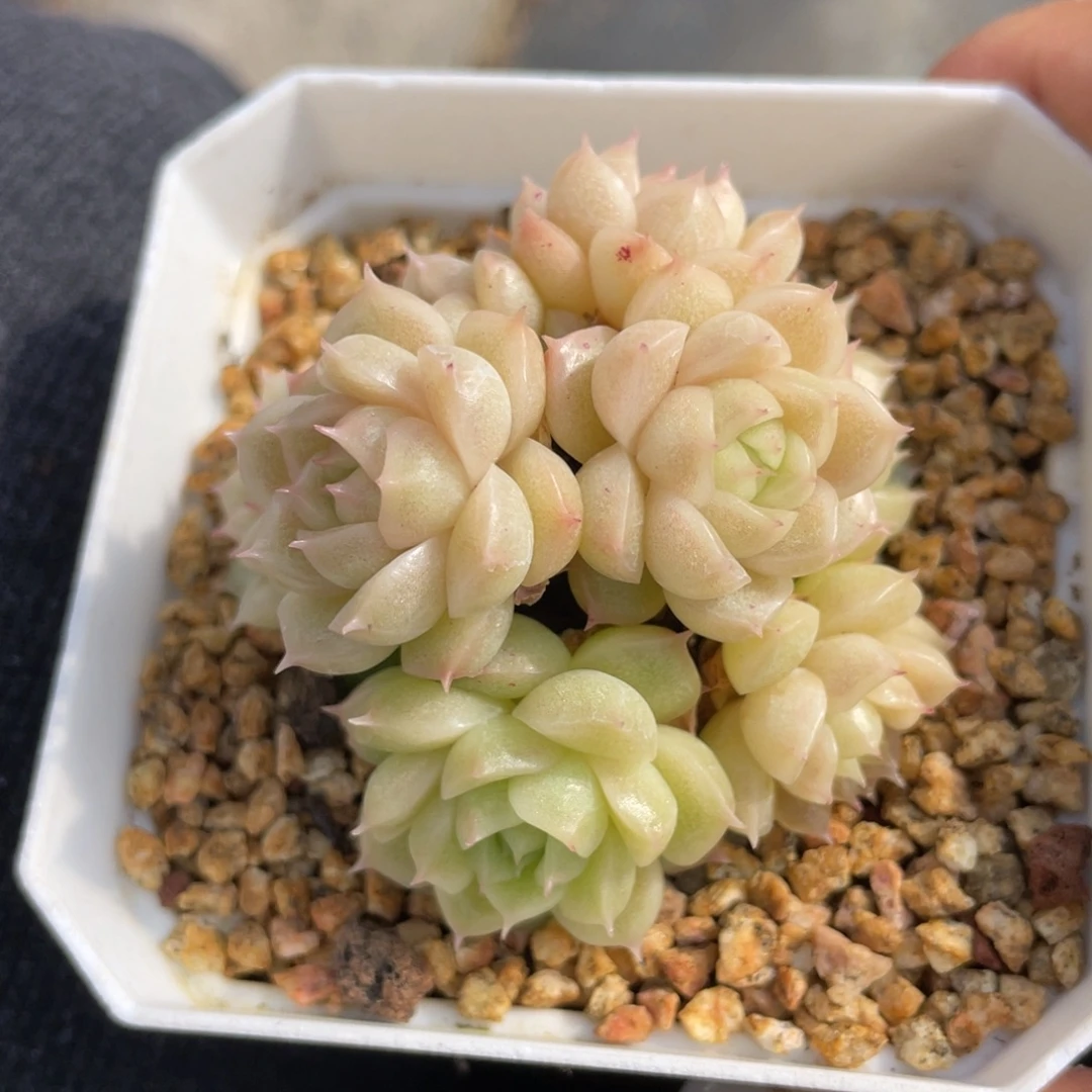 L优选麦杆多肉福利2979