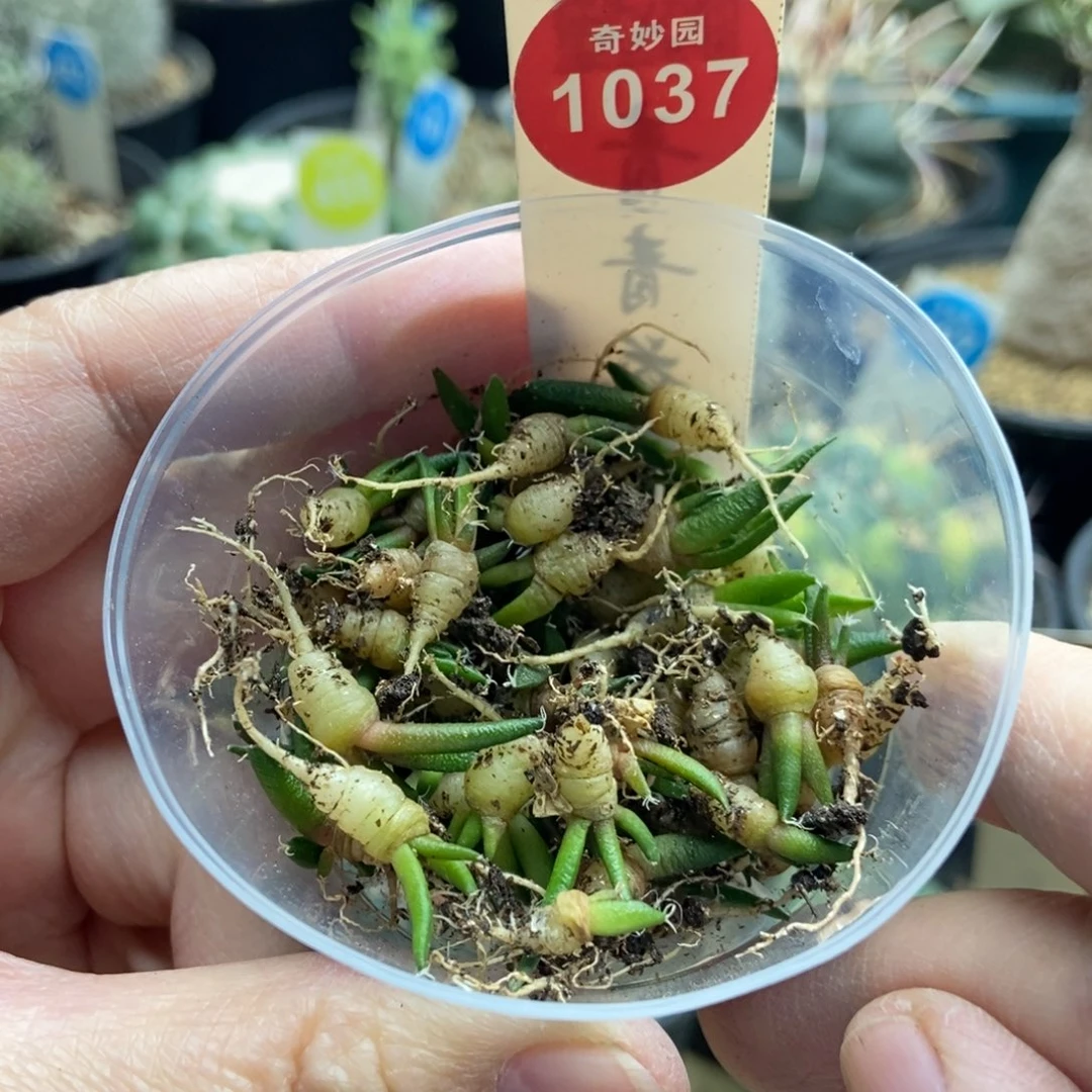 实生牡丹苗四颗一组36877