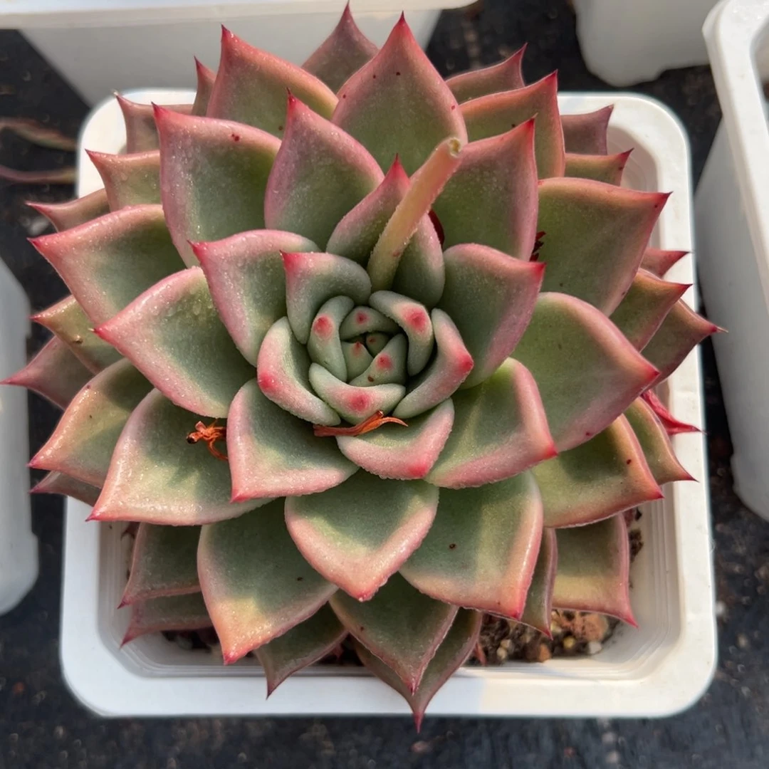 多肉植物一物一拍