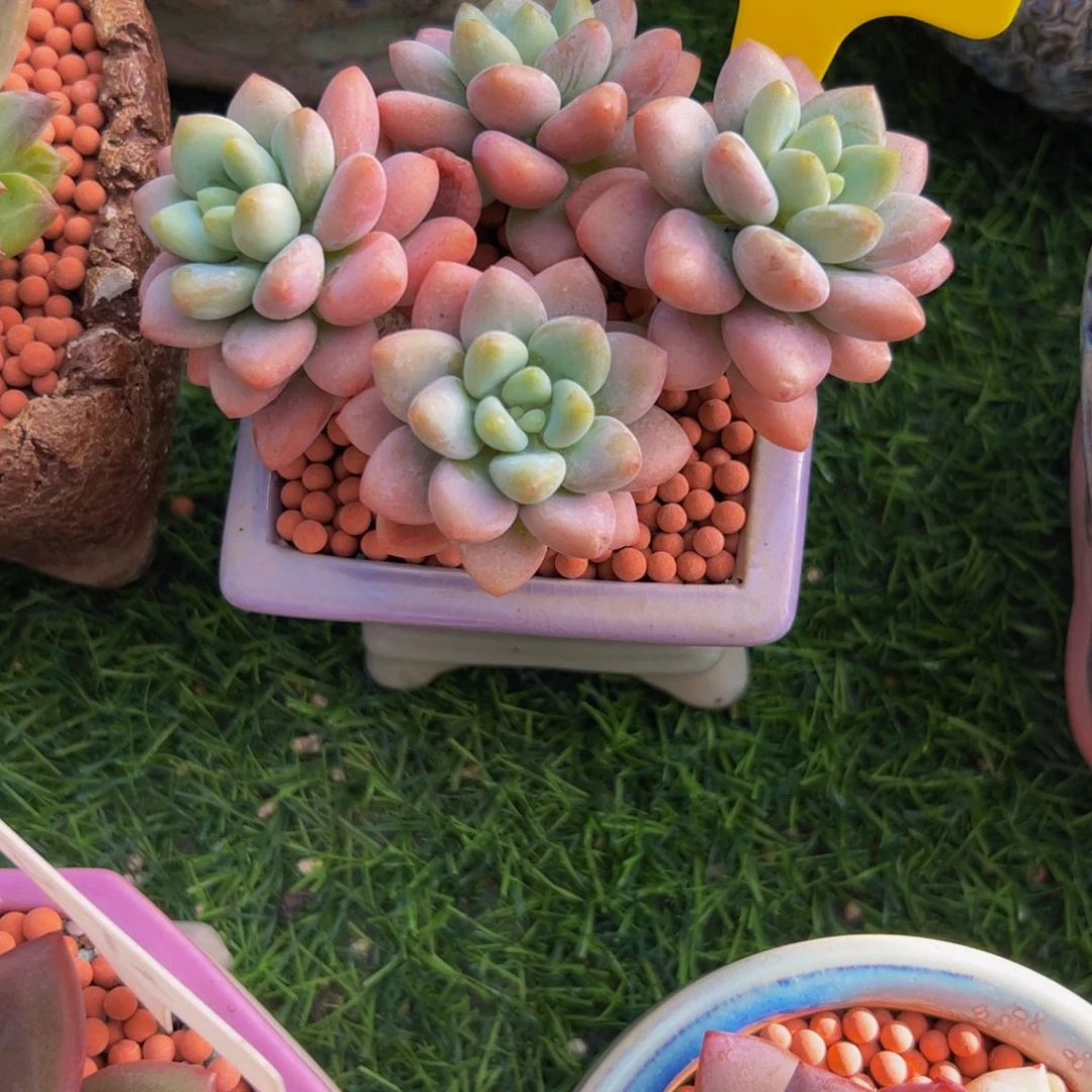 臻***·小老桩洛神多肉植物