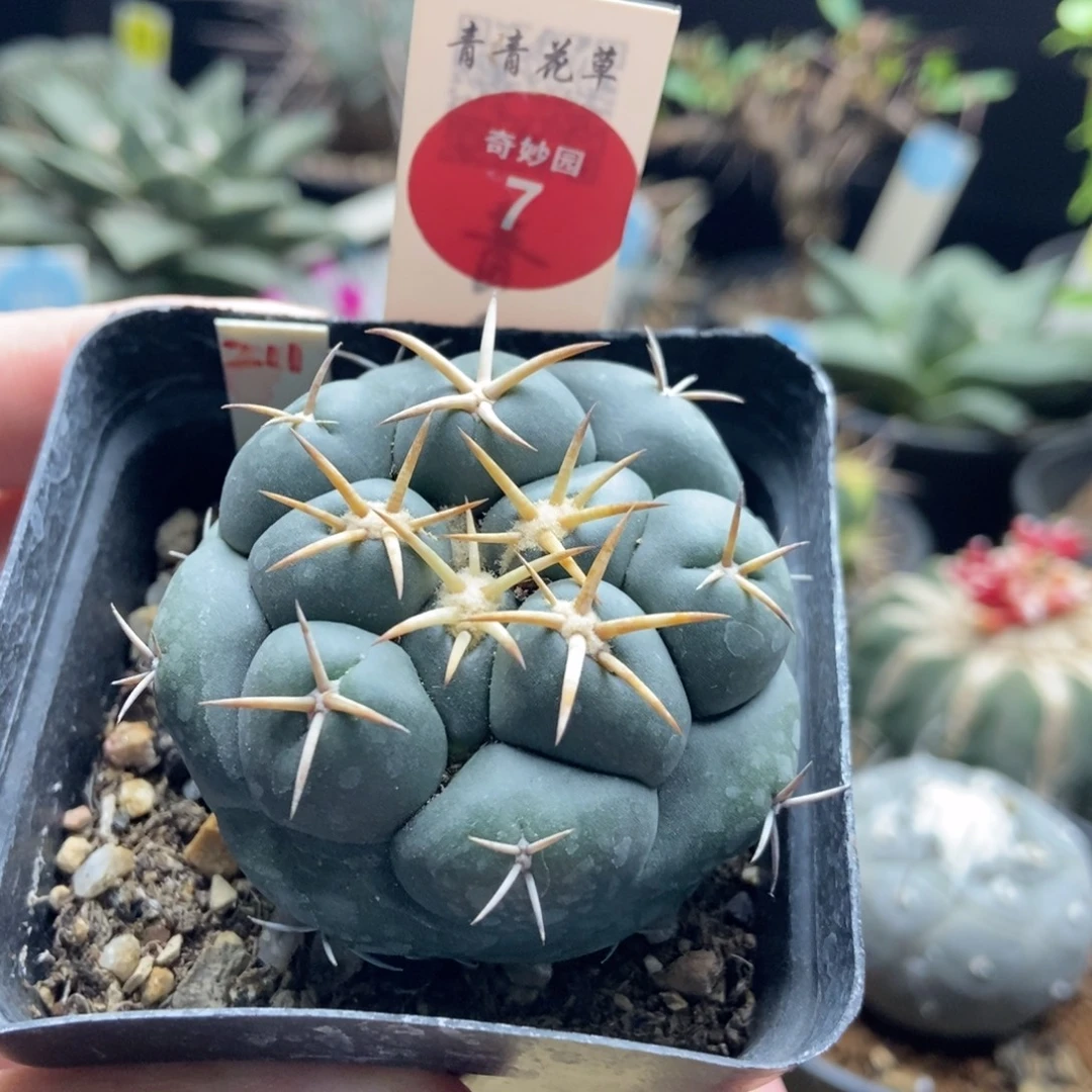 实生豪刺安宅象牙5.2cm