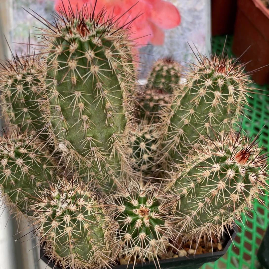 鹿角柱实生仙人球辉虾