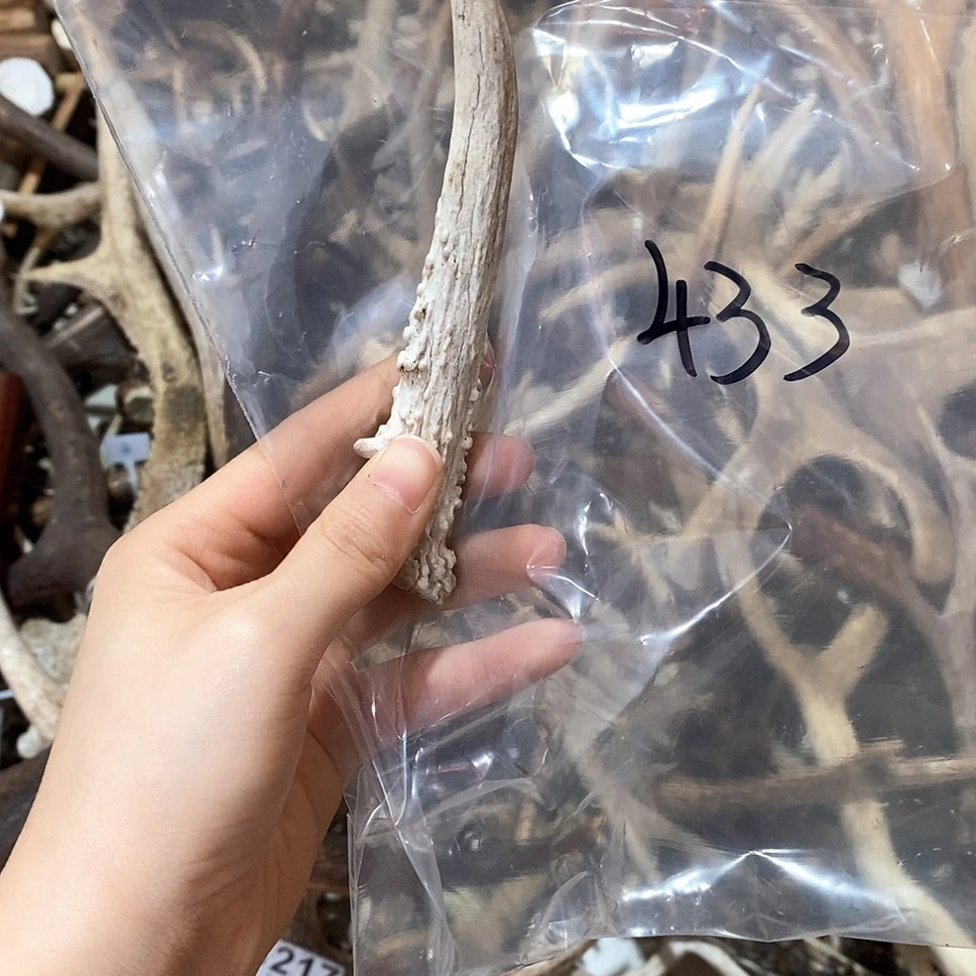 鹿角鹿角鹿角鹿角鹿角