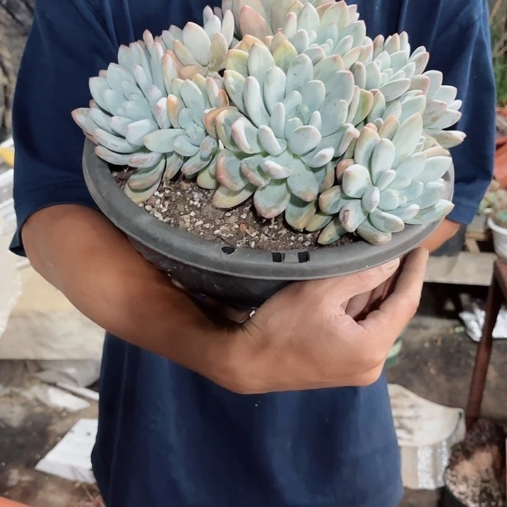 香水群生整装多肉