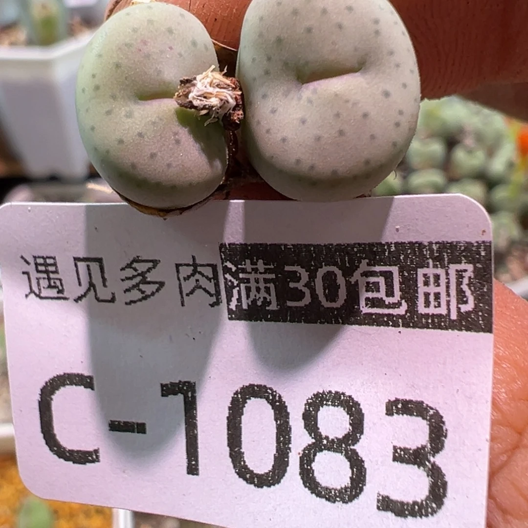 多肉植物11111111111