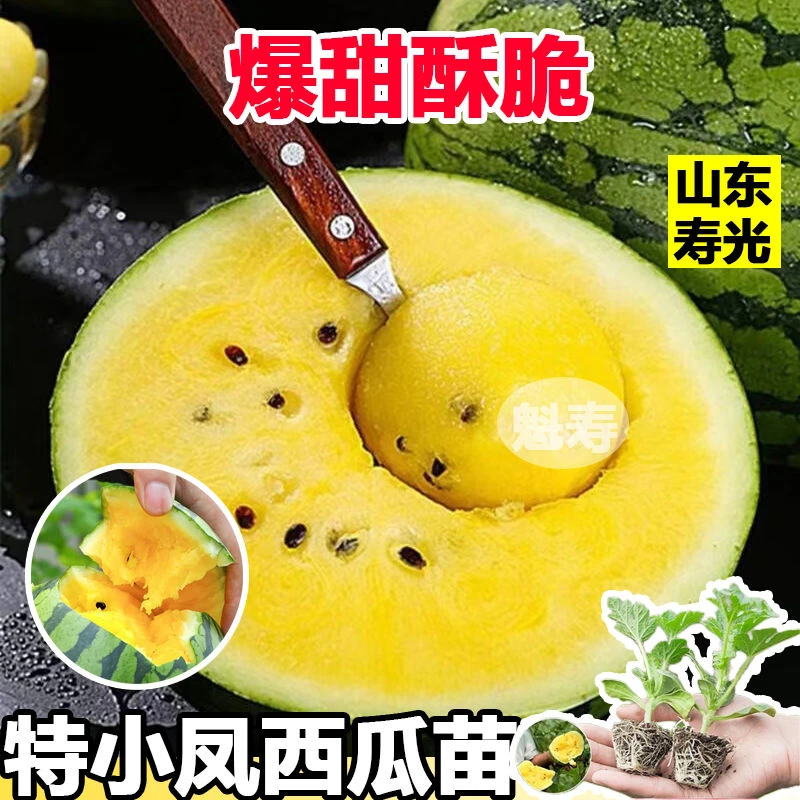 正宗黄心特小凤西瓜秧苗爆甜黄瓤小西瓜懒汉瓜王黄皮黄瓤西瓜种子