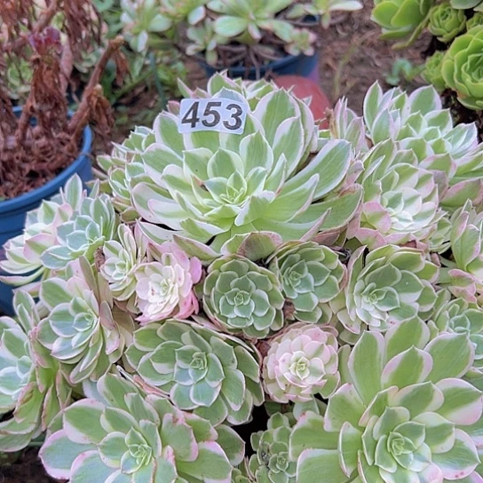 龍***缘多肉植物一个玉芙蓉