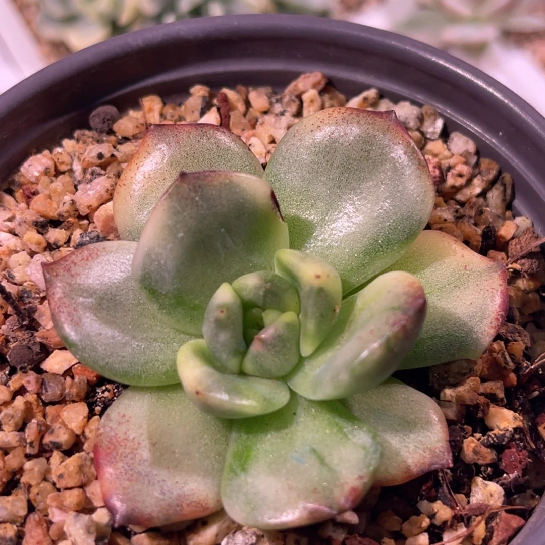 尚品特价稀有锦凌云