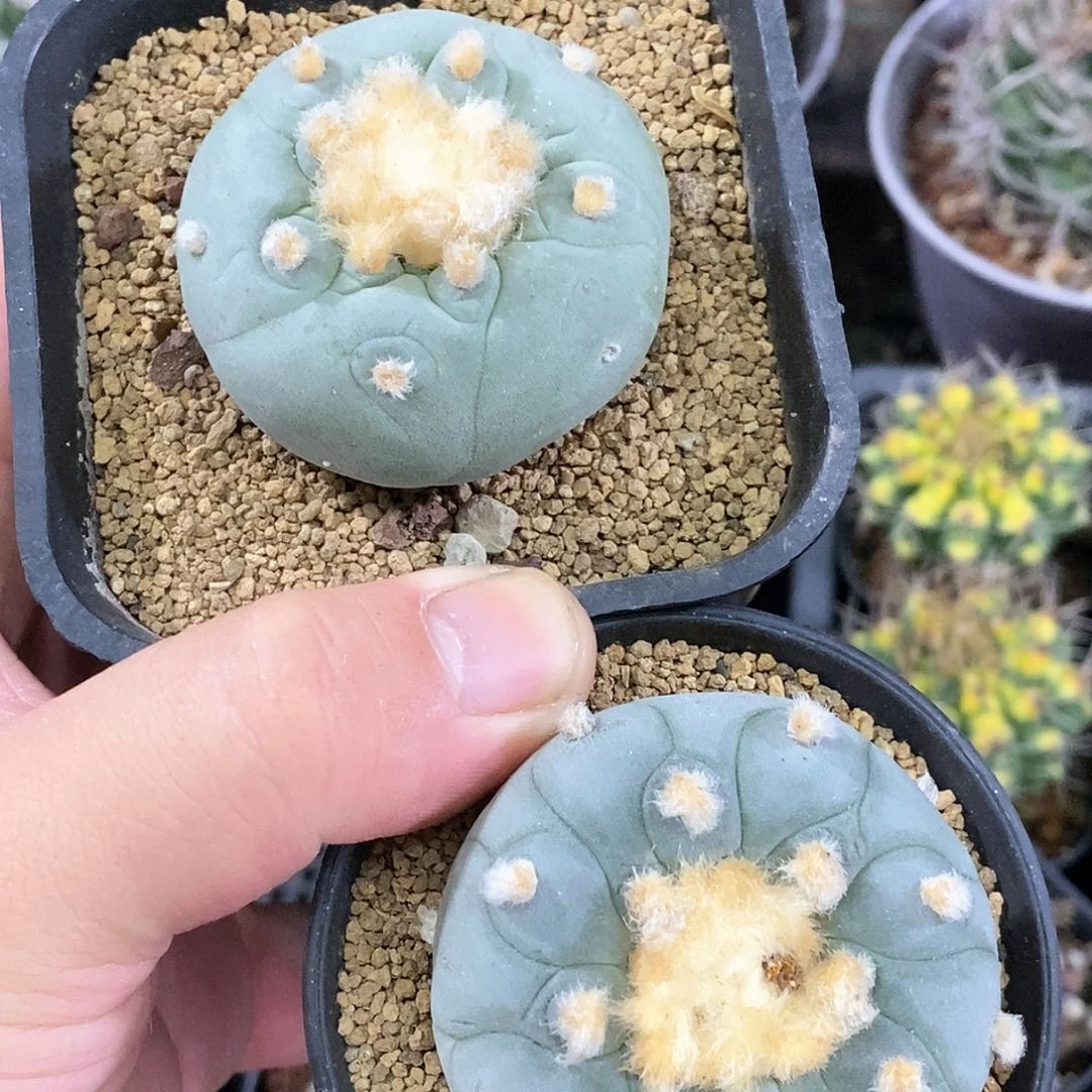 ¹****࿐孤品实生特选蓝白肌海鲜2颗