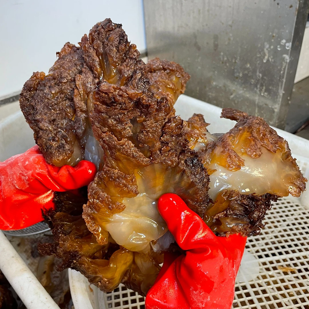 【整朵现称】岱山两头洞大海蜇头三矾海蜇沥水称重桶装发货爽脆送礼