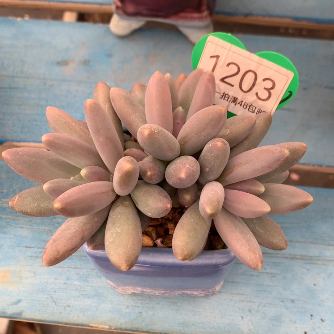 胖体烟花无砍一物一拍1203