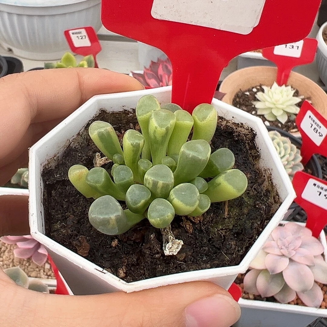 78号五十铃玉锦多肉植物