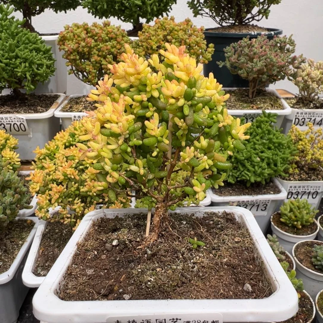 d3741糖球三号锦小树形