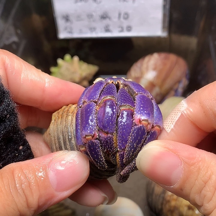 3.3口径奔跑的寄居蟹23