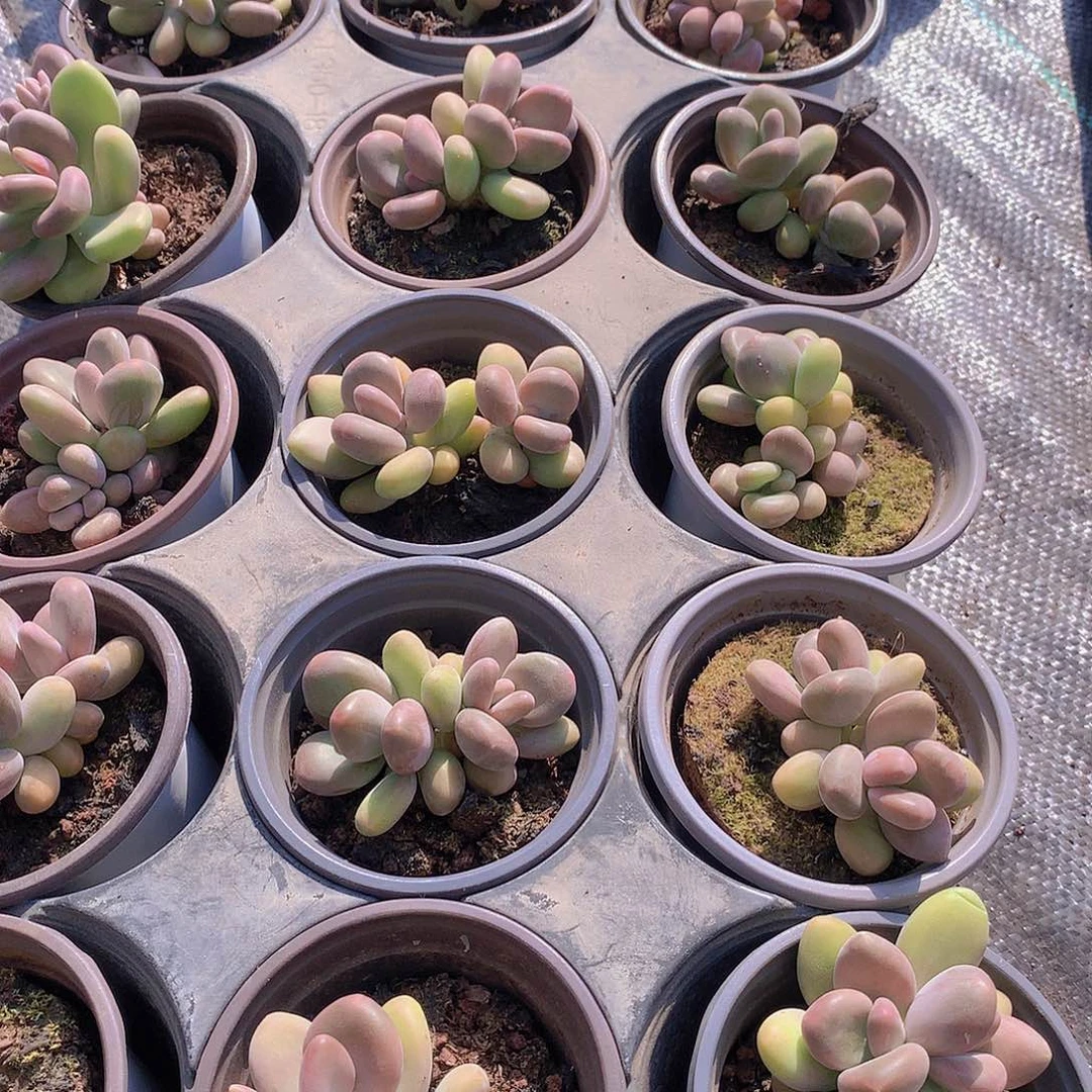 芒果奶235678999000