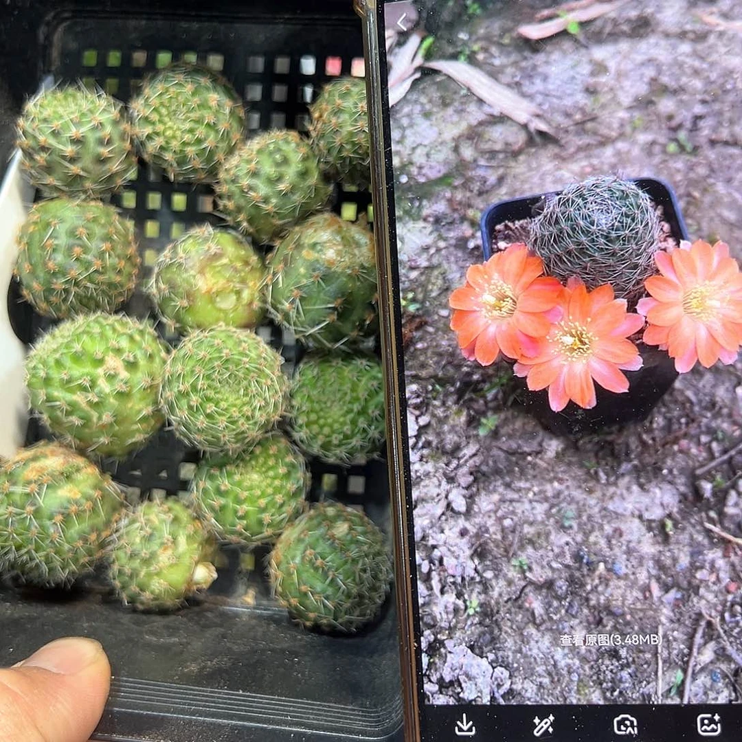 中间丽花30往事多肉园仙人球