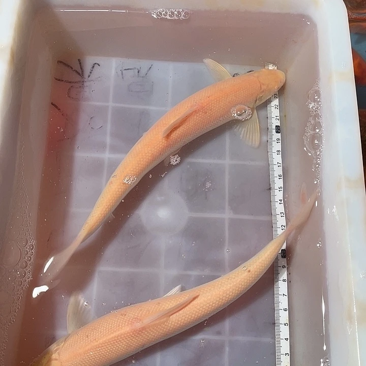 蝴蝶鲤鱼渔场直发113