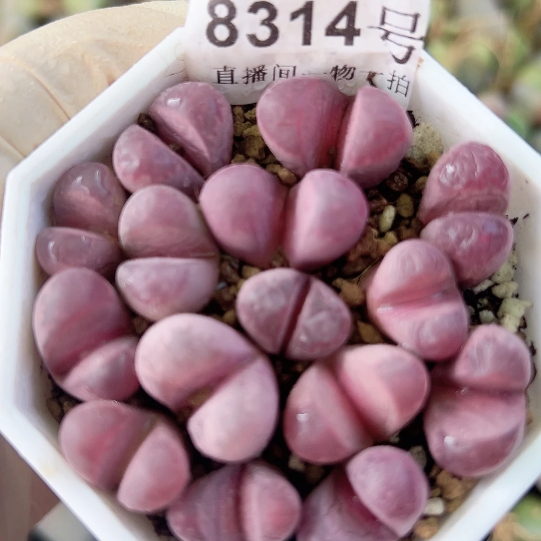 8314 好养易活生石花大母本