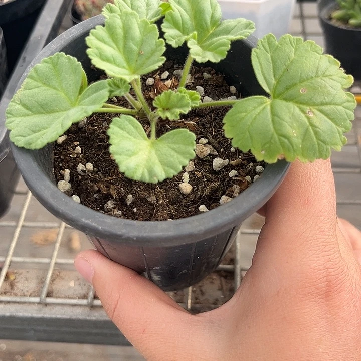 我也不知道我为什么要这样