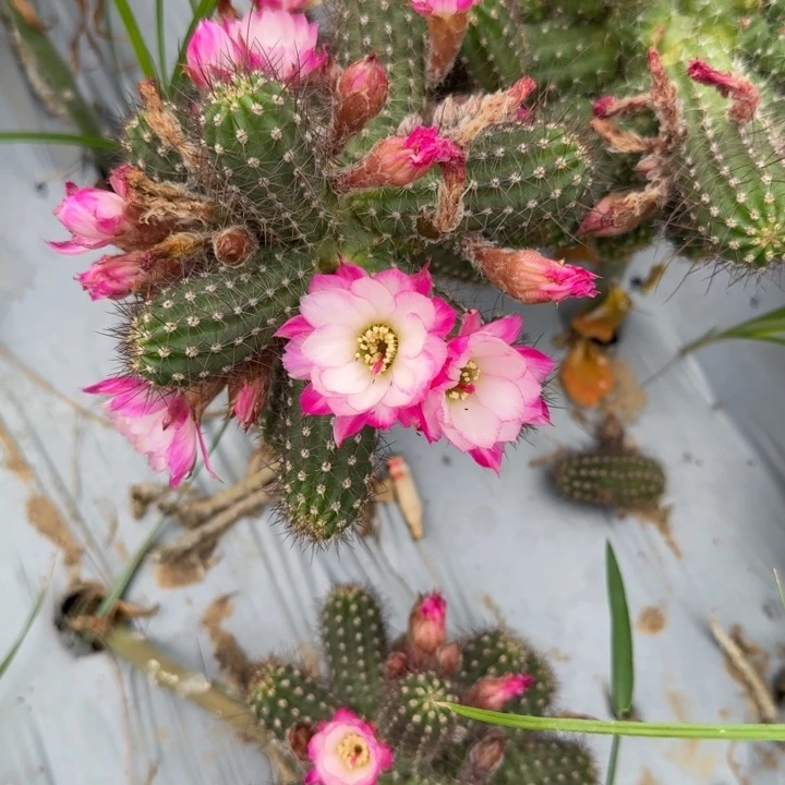白檀仙人掌261侧芽一个