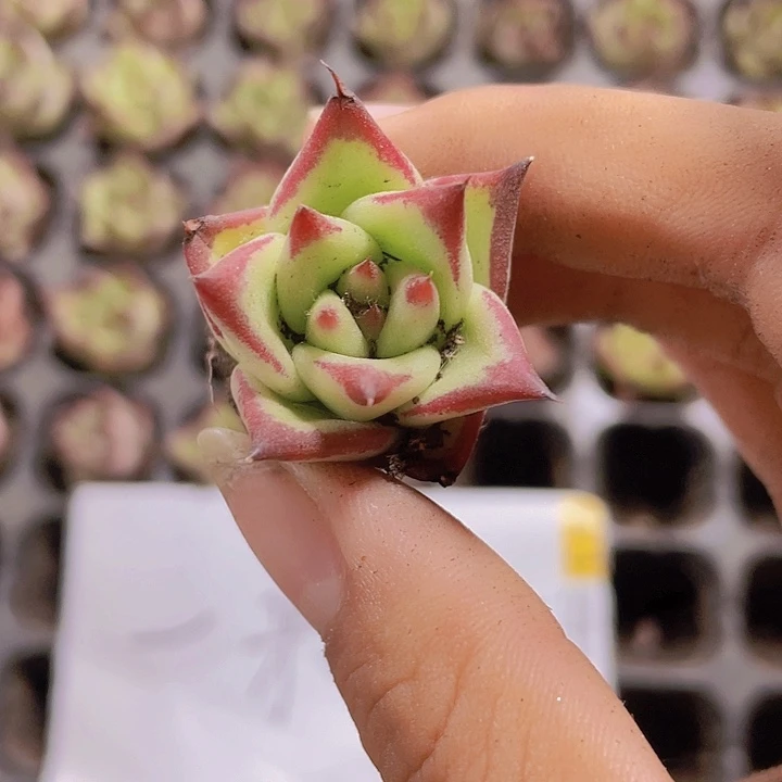 50精品乌木2颗一组