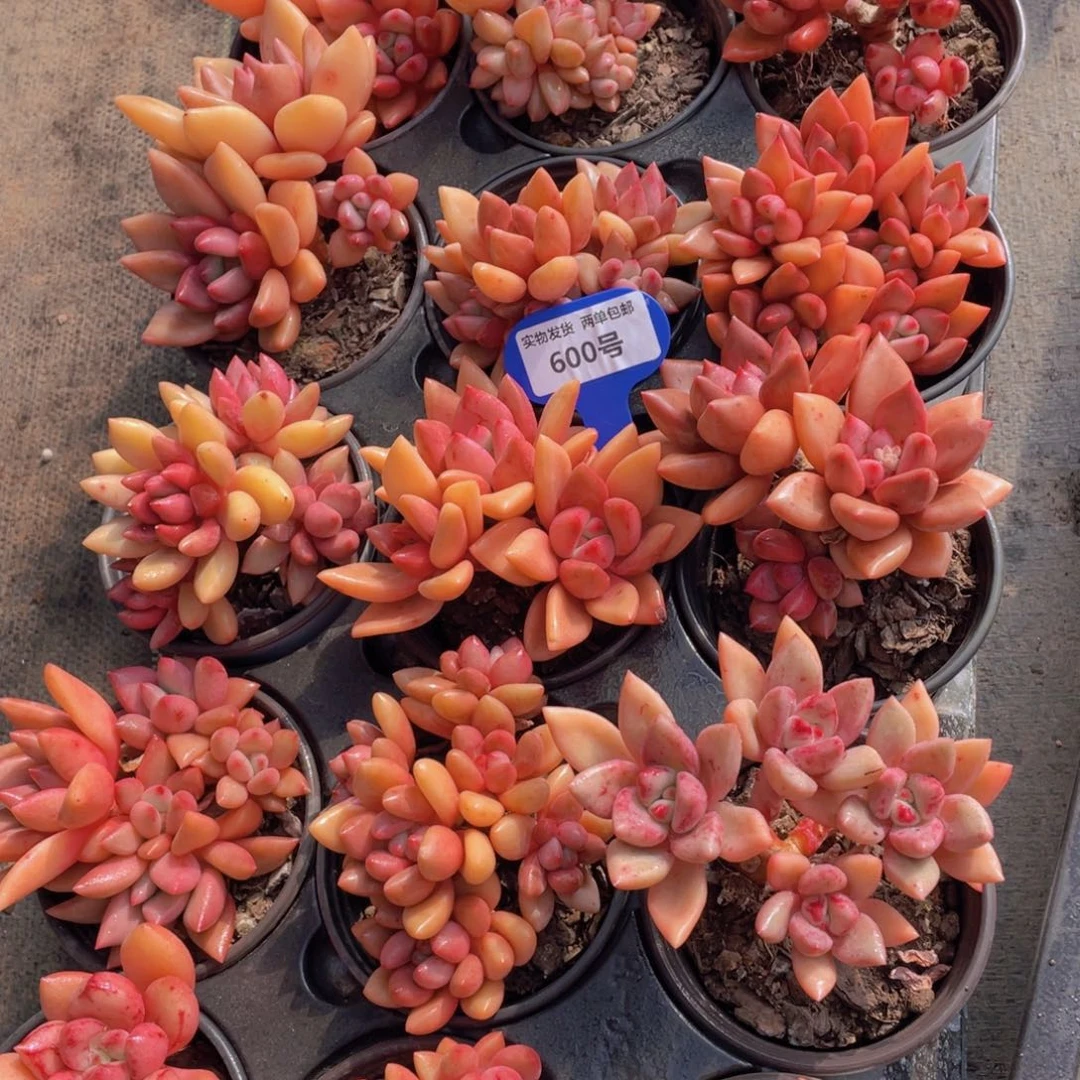 600号桃花源大群生一个