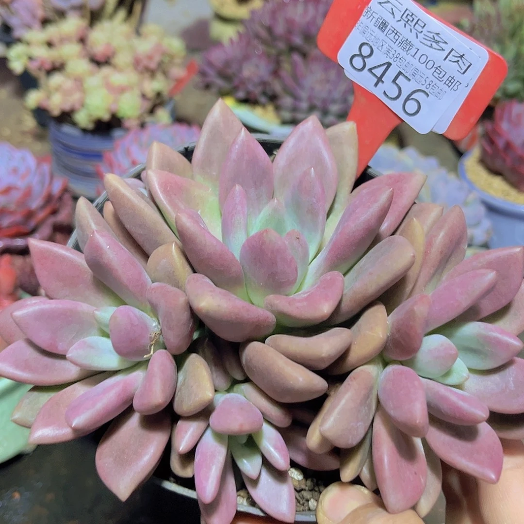 8456桃花源。