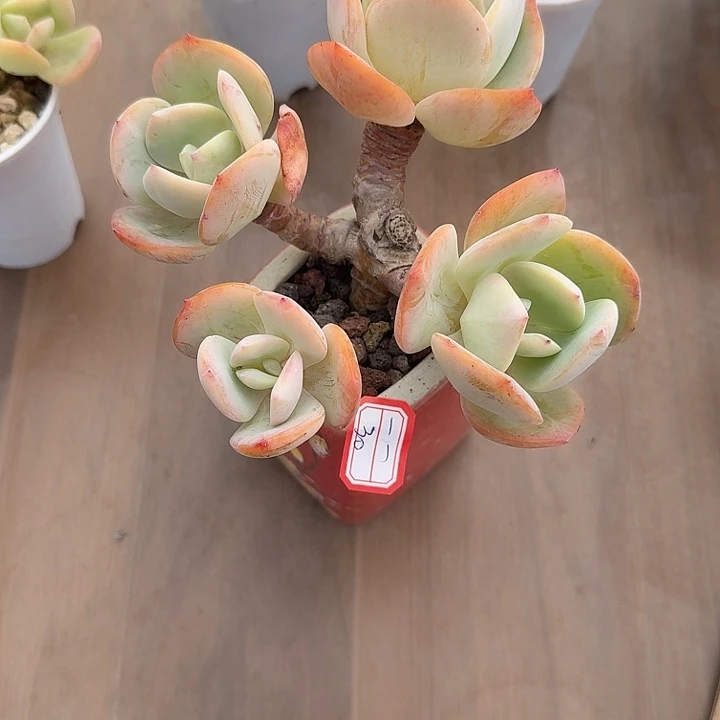 一***一白凤多肉植物一颗
