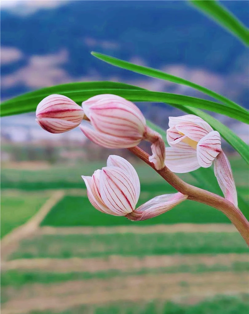 细叶莲瓣兰【梦荷】超美开品量少稀有品种兰花