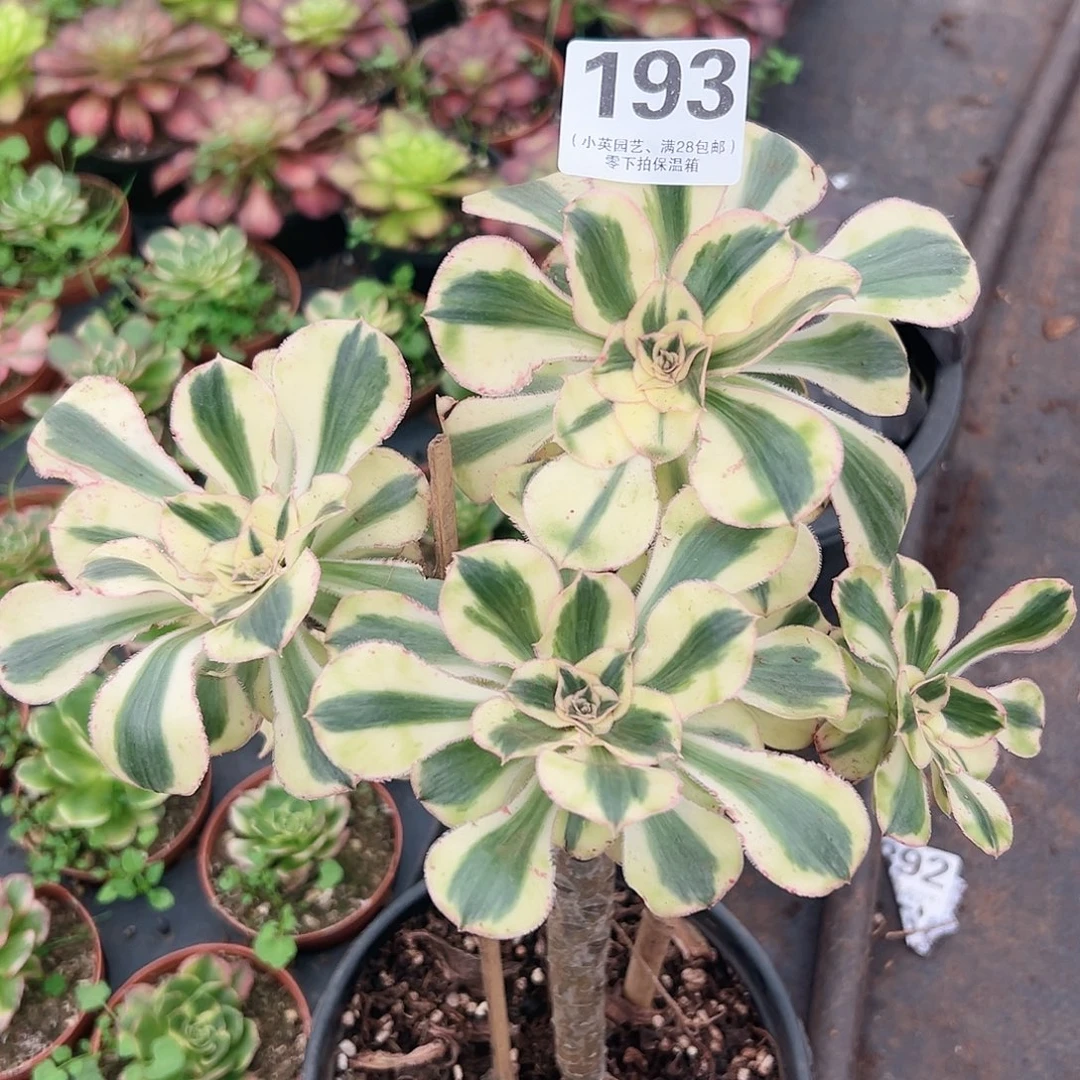 燕姿193多肉植物多肉植物