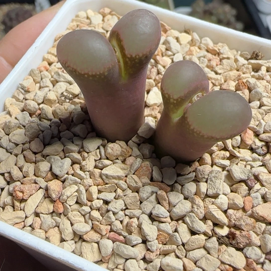 多肉植物粉C SP187号