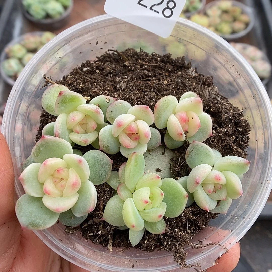 一物一拍一物一拍1028-228