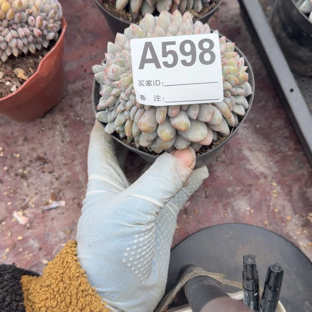 容*星影缀化呀呀呀呀呀