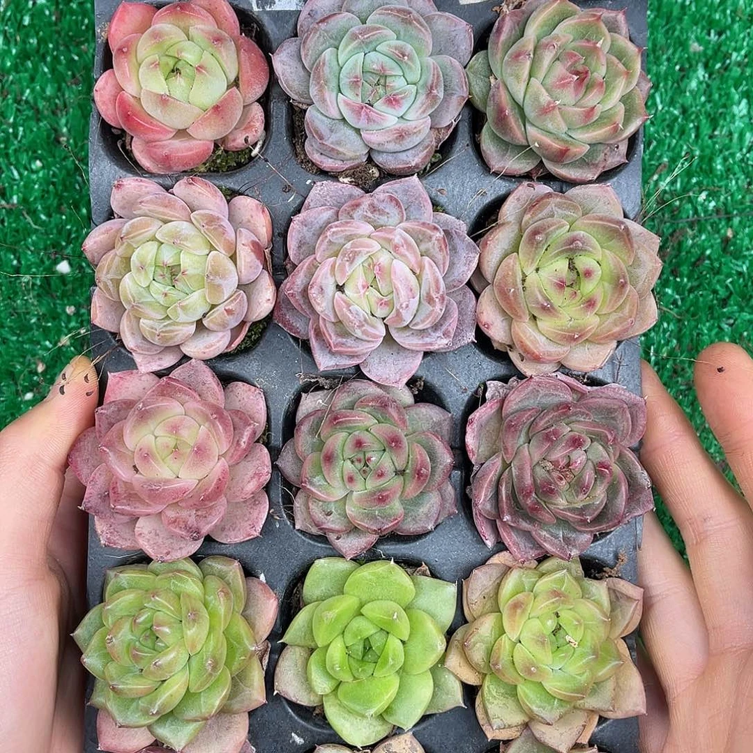 多肉一物一拍31-50