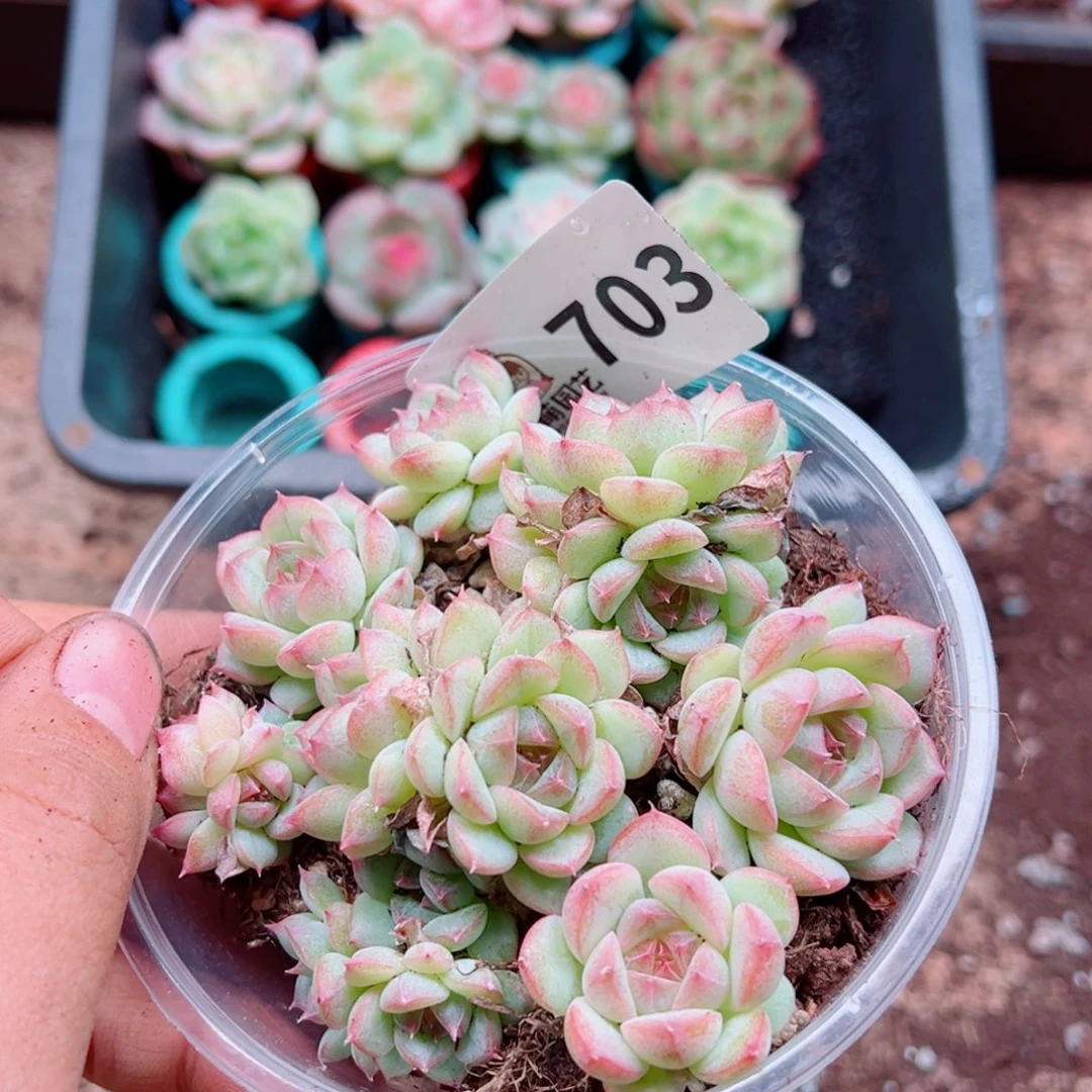多肉植物多肉植物