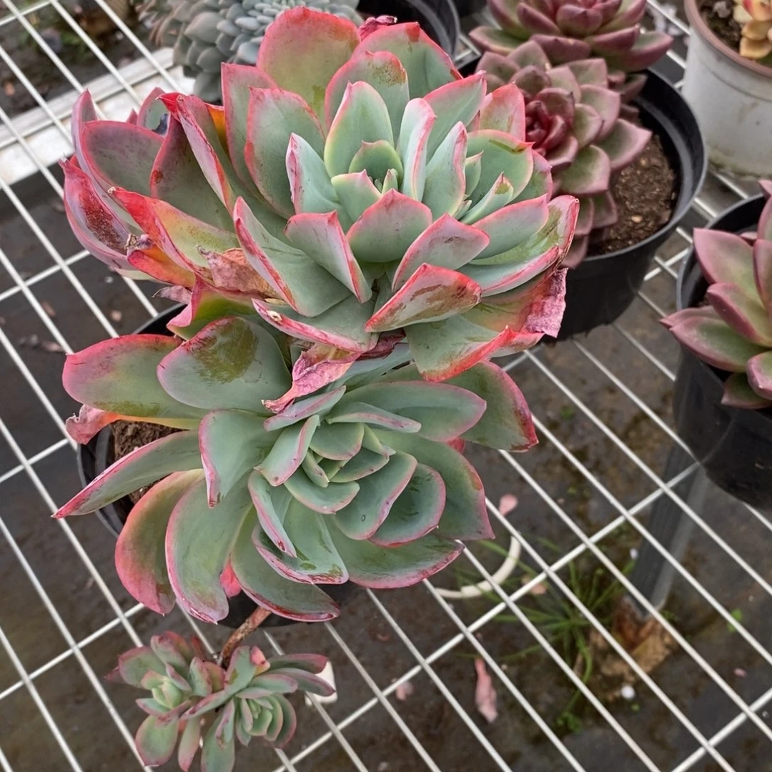 2551绮罗仙子一物一拍
