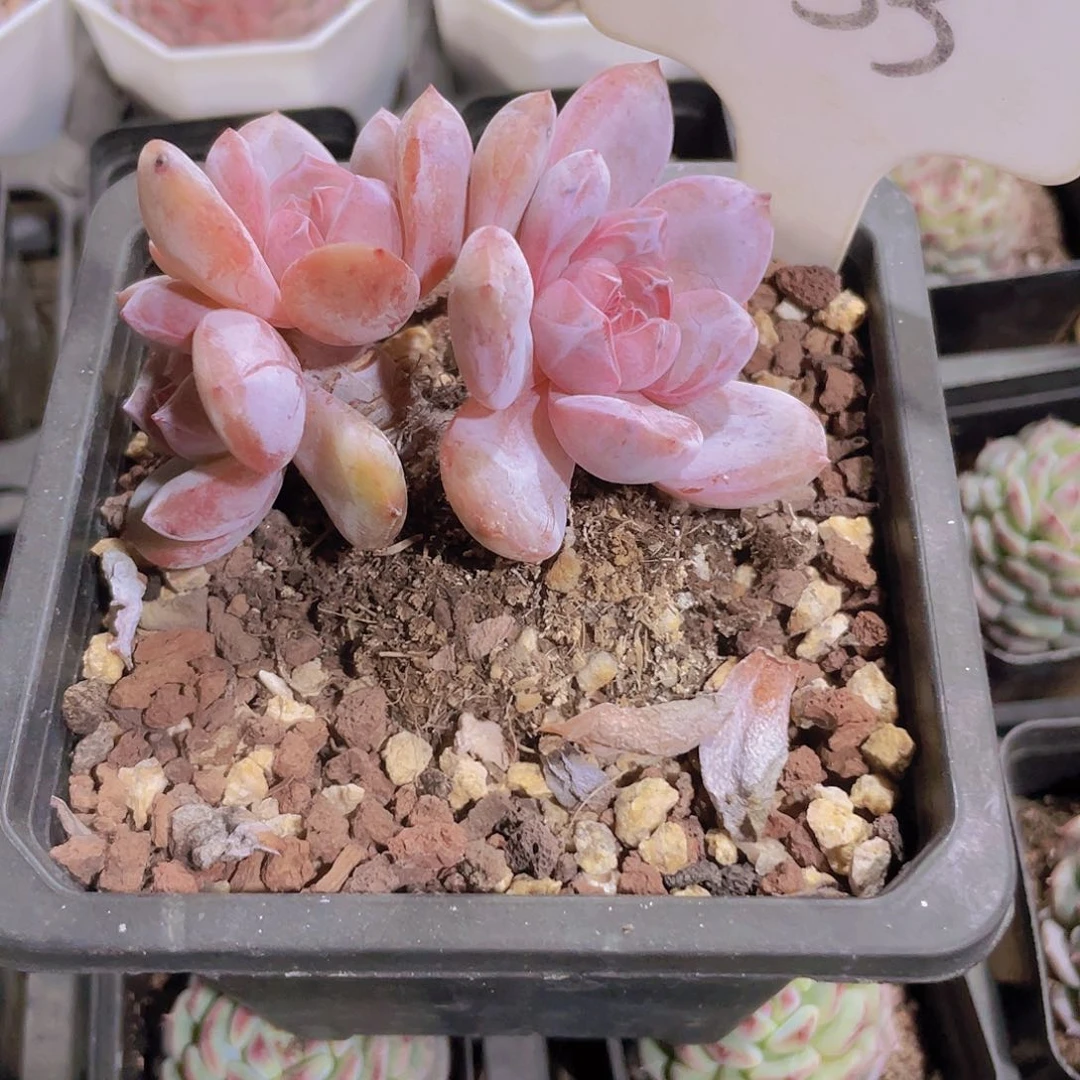 杨*石榴子星影e033一物一拍