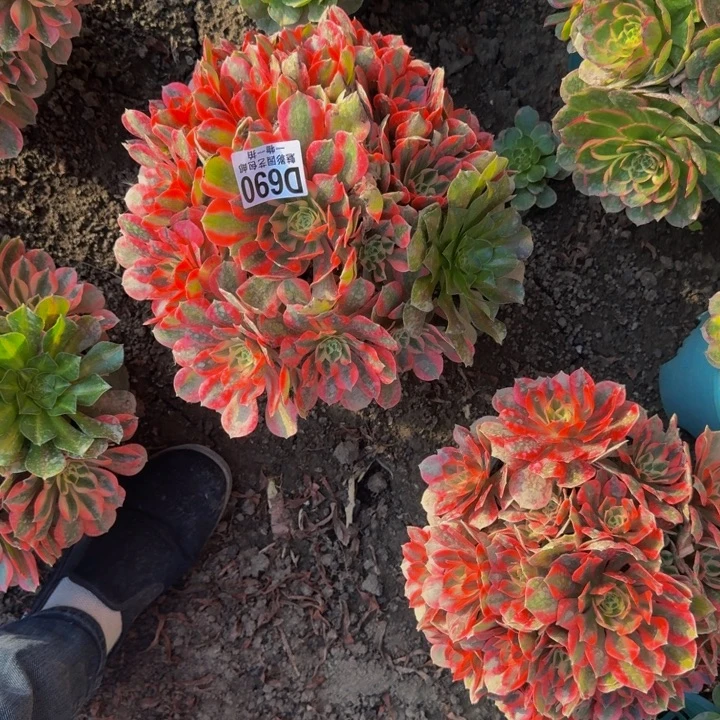 女妖花30-46包邮花花