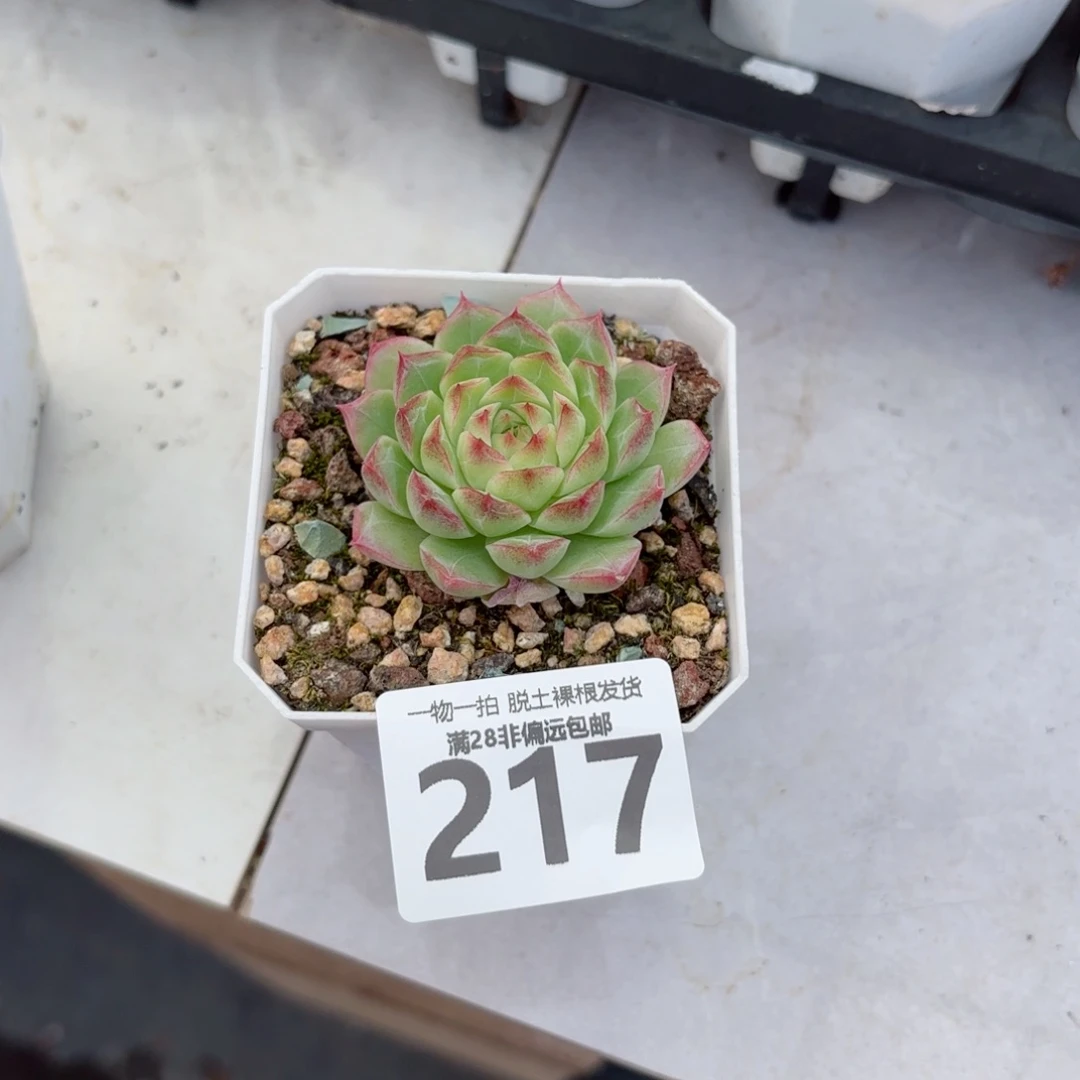 麦秆单头无盆土发货