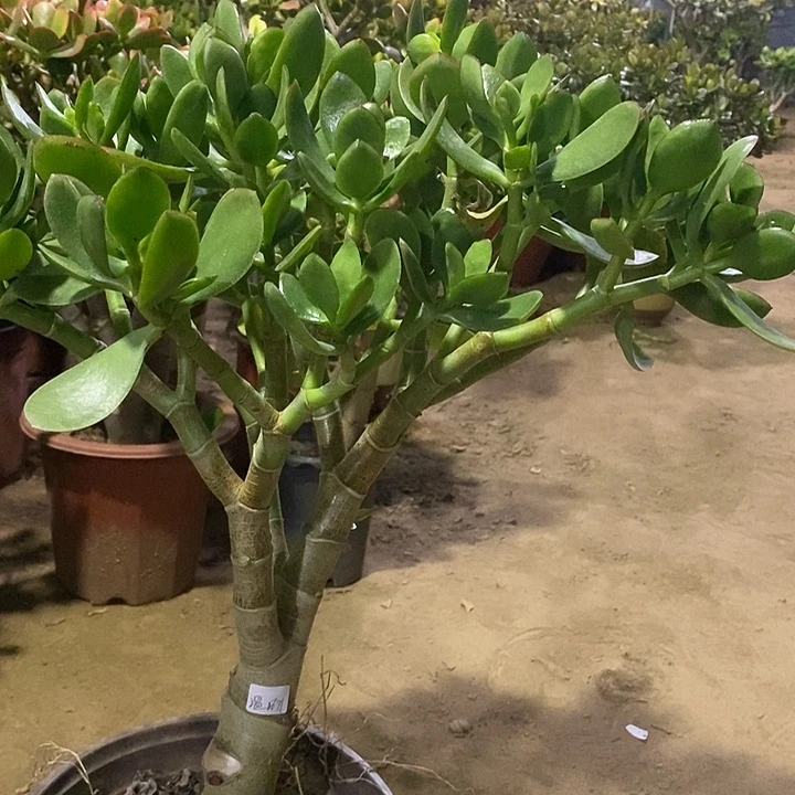 温***人35玉树一物一拍