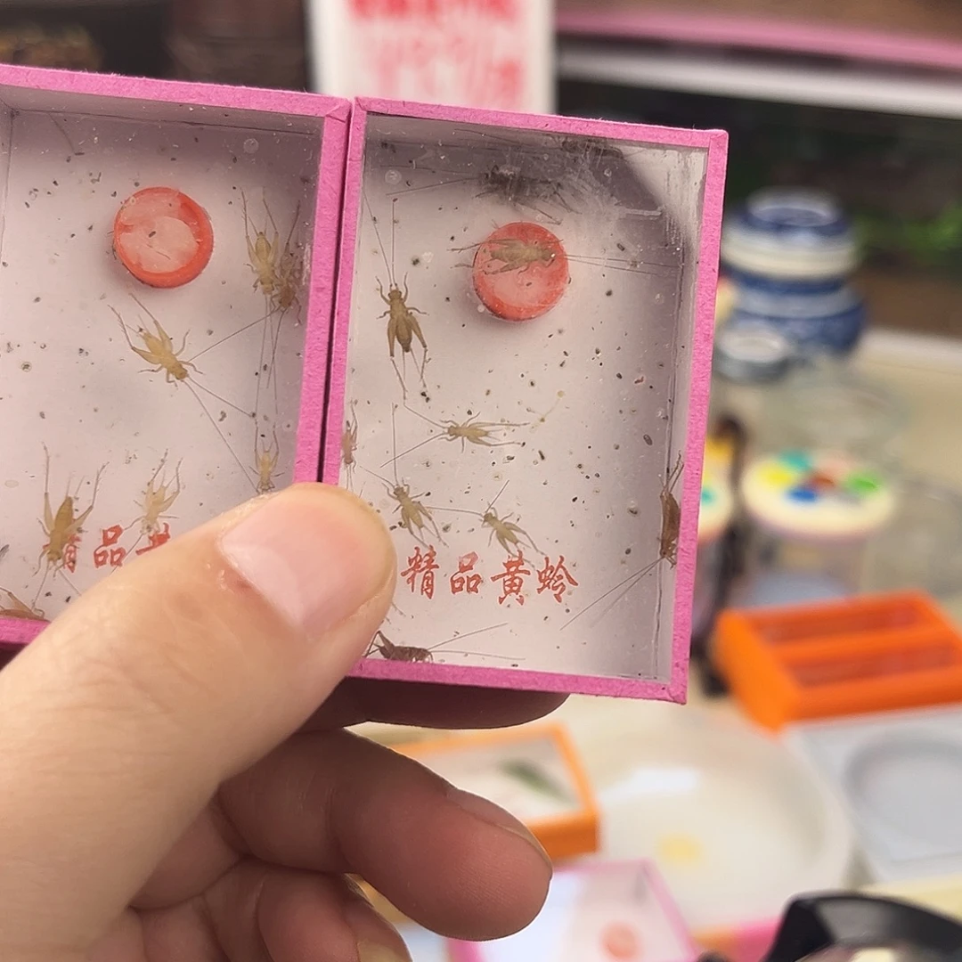 三盒小黄蛉拍拍拍