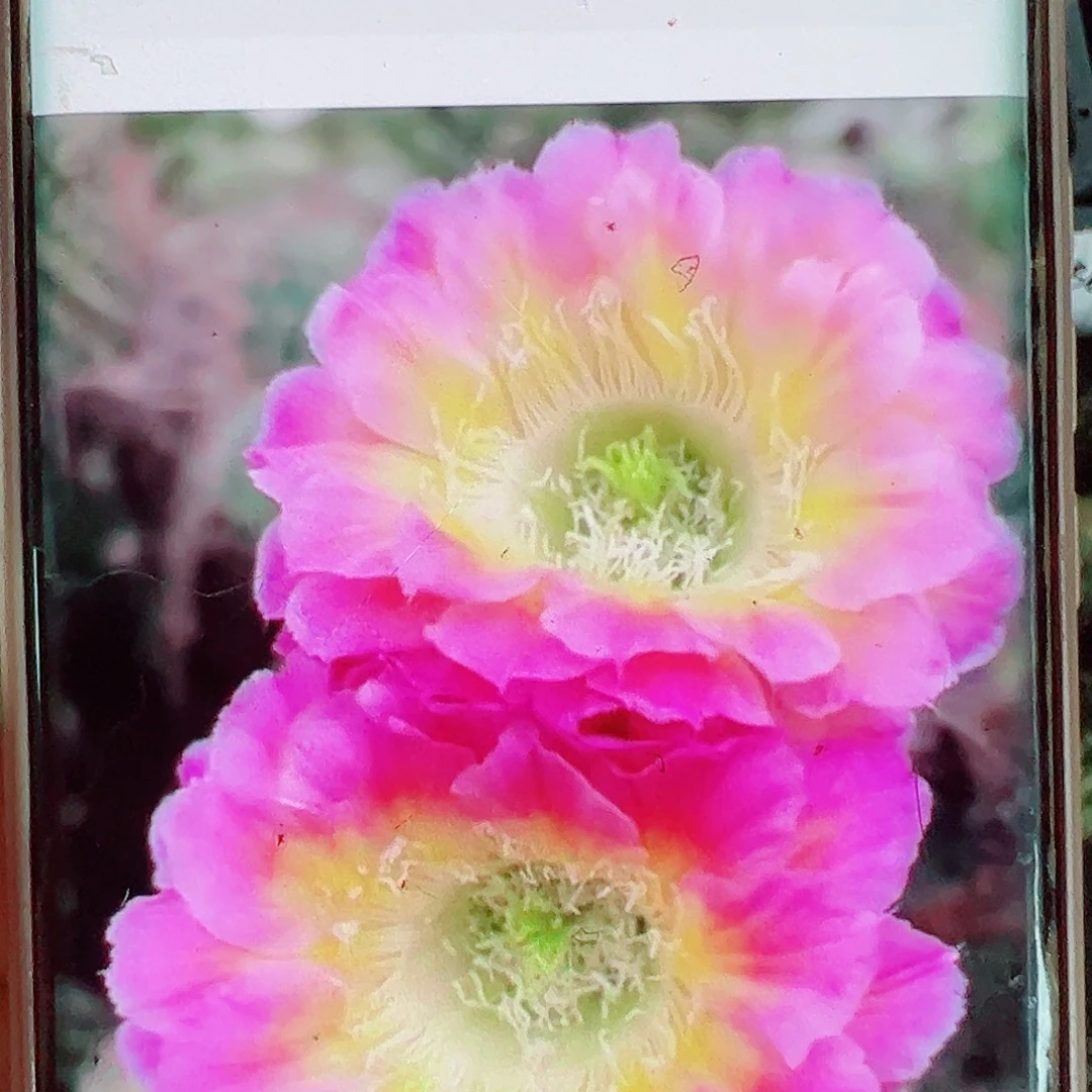 彩草萤火虫侧芽 20 包邮