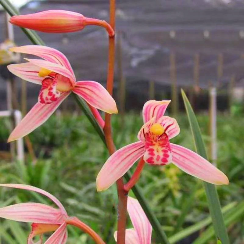 带花苞建兰（峨眉仙子）3-5支花带古风花盆室内阳台绿植盆栽兰花